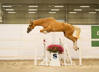 Caballo deportivo polaco, Yegua, 2 años, 170 cm, Palomino