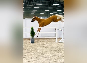 Caballo deportivo polaco, Yegua, 2 años, 170 cm, Palomino