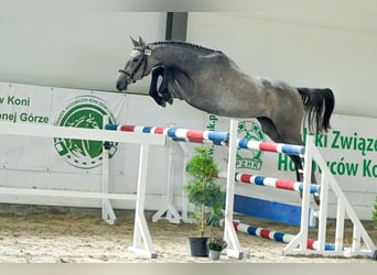 Caballo deportivo polaco, Yegua, 3 años, 158 cm, Tordo