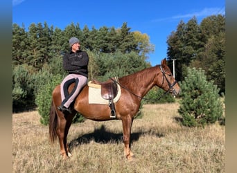 Caballo deportivo polaco, Yegua, 3 años, 160 cm, Alazán