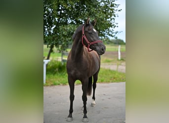 Caballo deportivo polaco, Yegua, 3 años, 162 cm, Negro