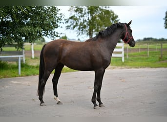 Caballo deportivo polaco, Yegua, 3 años, 162 cm, Negro