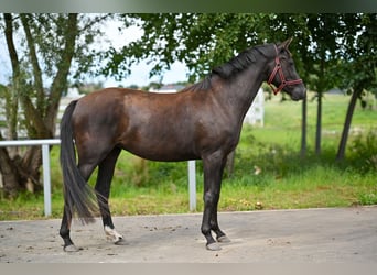 Caballo deportivo polaco, Yegua, 3 años, 162 cm, Negro