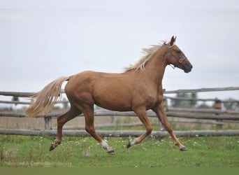 Caballo deportivo polaco, Yegua, 3 años, 164 cm, Palomino