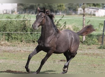 Caballo deportivo polaco, Yegua, 3 años, 165 cm, Tordo