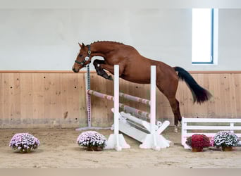 Caballo deportivo polaco, Yegua, 3 años, 166 cm, Castaño