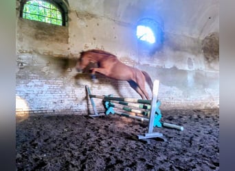 Caballo deportivo polaco, Yegua, 3 años, 167 cm, Alazán