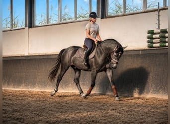Caballo deportivo polaco, Yegua, 3 años, 167 cm, Tordillo negro