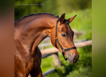 Caballo deportivo polaco, Yegua, 3 años, 170 cm, Castaño rojizo