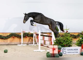 Caballo deportivo polaco, Yegua, 3 años, Morcillo