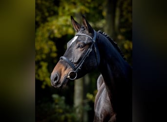 Caballo deportivo polaco, Yegua, 3 años, Morcillo