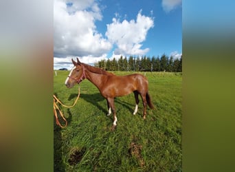 Caballo deportivo polaco, Yegua, 4 años, 157 cm, Alazán
