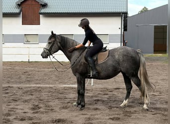 Caballo deportivo polaco, Yegua, 4 años, 163 cm, Tordo