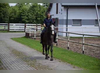 Caballo deportivo polaco, Yegua, 4 años, 163 cm, Tordo rodado