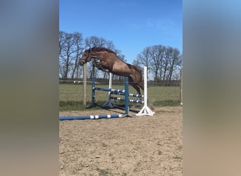 Caballo deportivo polaco, Yegua, 4 años, 164 cm, Alazán
