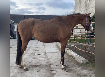 Caballo deportivo polaco, Yegua, 4 años, 164 cm, Red Dun/Cervuno