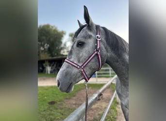Caballo deportivo polaco Mestizo, Yegua, 4 años, 164 cm, Tordo rodado