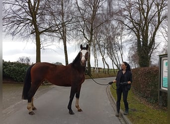 Caballo deportivo polaco, Yegua, 4 años, 170 cm, Castaño oscuro