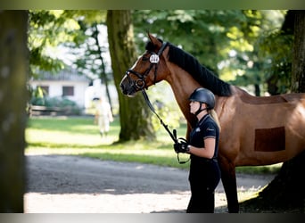 Caballo deportivo polaco, Yegua, 4 años, 174 cm, Castaño