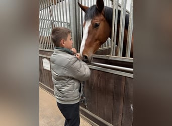Caballo deportivo polaco, Yegua, 4 años, 174 cm, Castaño