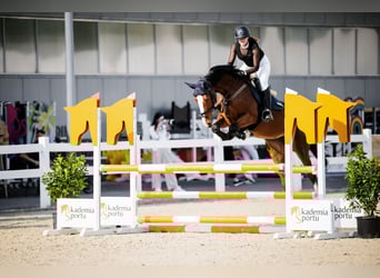 Caballo deportivo polaco, Yegua, 4 años, 174 cm, Castaño