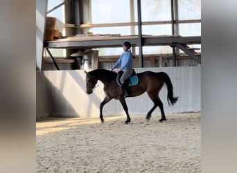 Caballo deportivo polaco, Yegua, 5 años, 160 cm, Castaño oscuro