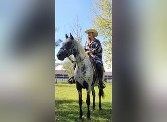 Caballo deportivo polaco, Yegua, 5 años, 161 cm, Atigrado/Moteado