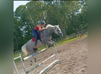 Caballo deportivo polaco, Yegua, 5 años, 163 cm, Tordo