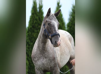Caballo deportivo polaco, Yegua, 5 años, 165 cm, Atigrado/Moteado
