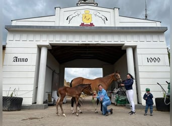 Caballo deportivo polaco, Yegua, 5 años, 165 cm