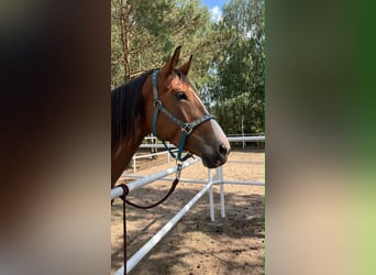 Caballo deportivo polaco, Yegua, 5 años, 165 cm, Castaño