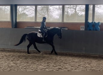 Caballo deportivo polaco, Yegua, 5 años, 165 cm, Castaño oscuro