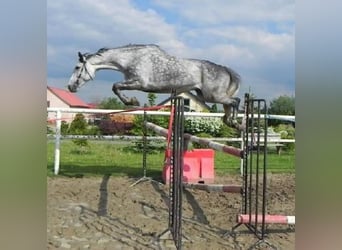 Caballo deportivo polaco, Yegua, 5 años, 165 cm, Castaño oscuro