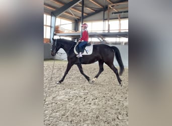 Caballo deportivo polaco, Yegua, 5 años, 165 cm, Morcillo