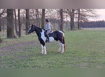Caballo deportivo polaco, Yegua, 5 años, 165 cm, Pío
