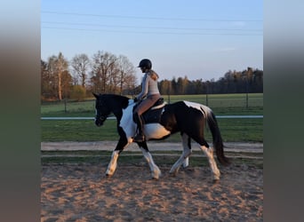 Caballo deportivo polaco Mestizo, Yegua, 5 años, 165 cm, Pío