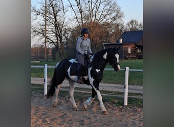 Caballo deportivo polaco Mestizo, Yegua, 5 años, 165 cm, Pío