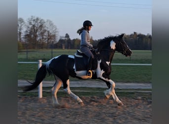 Caballo deportivo polaco Mestizo, Yegua, 5 años, 165 cm, Pío