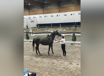 Caballo deportivo polaco, Yegua, 5 años, 165 cm, Tordo