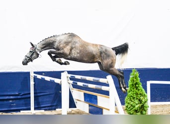 Caballo deportivo polaco, Yegua, 5 años, 165 cm, Tordo