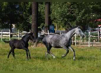 Caballo deportivo polaco, Yegua, 5 años, 165 cm, Tordo