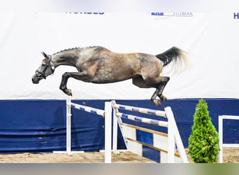 Caballo deportivo polaco, Yegua, 5 años, 165 cm, Tordo