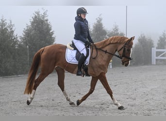 Caballo deportivo polaco, Yegua, 5 años, 166 cm, Alazán