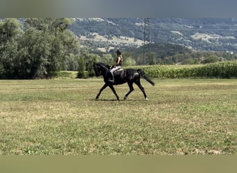 Caballo deportivo polaco, Yegua, 5 años, 170 cm, Negro