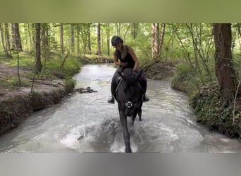 Caballo deportivo polaco, Yegua, 5 años, 170 cm, Negro