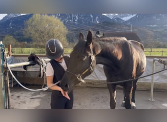 Caballo deportivo polaco, Yegua, 5 años, 170 cm, Negro