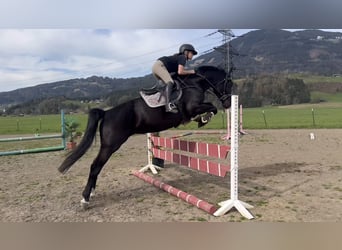 Caballo deportivo polaco, Yegua, 5 años, 170 cm, Negro