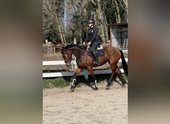 Caballo deportivo polaco, Yegua, 5 años, 175 cm, Castaño