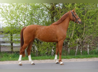 Caballo deportivo polaco, Yegua, 6 años, 153 cm, Alazán