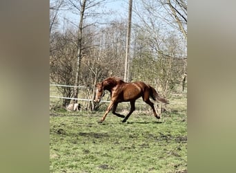 Caballo deportivo polaco, Yegua, 6 años, 163 cm, Alazán